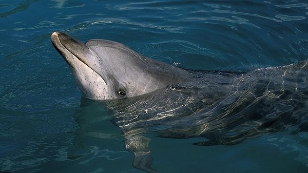 DolphinGemma: Yunus dostu bir yapay zeka modeli!