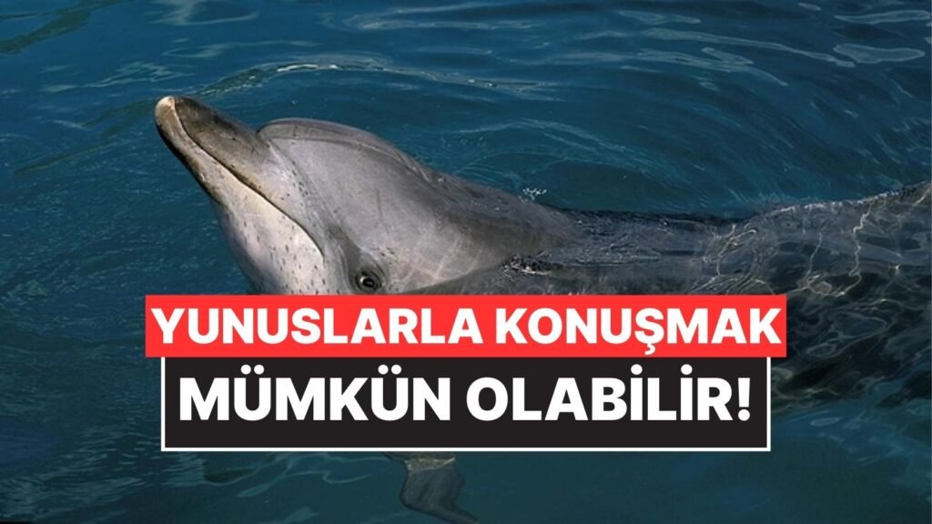 Google, Yunuslarla İletişim Kurmak Üzere Yapay Zeka Modeli Geliştirdi