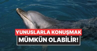 Google, Yunuslarla İletişim Kurmak Üzere Yapay Zeka Modeli Geliştirdi