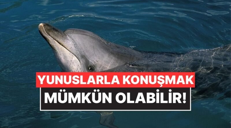 Google, Yunuslarla İletişim Kurmak Üzere Yapay Zeka Modeli Geliştirdi