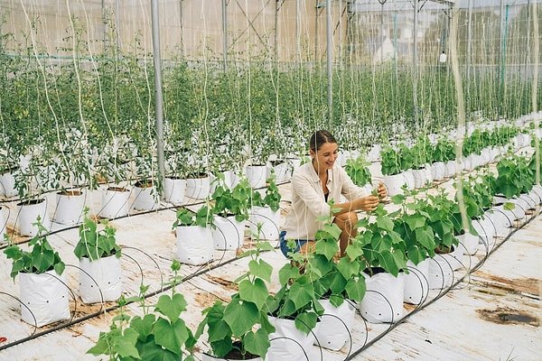 “Bitiyor” denilen tarım, teknolojiyle yeniden doğuyor