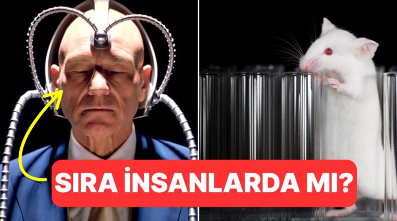 Sıra Bizde mi? Bilim İnsanları Farelerin Zihinlerini Okuyabiliyor!