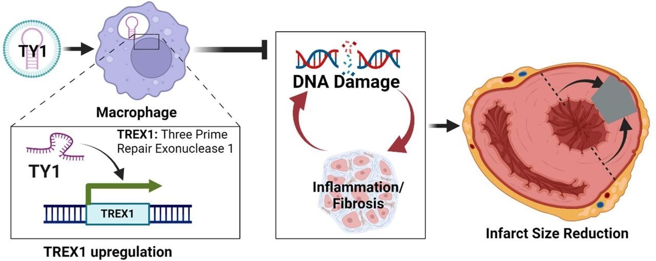 DNA hasarını onarabilen türünün ilk örneği ilaç geliştirildi