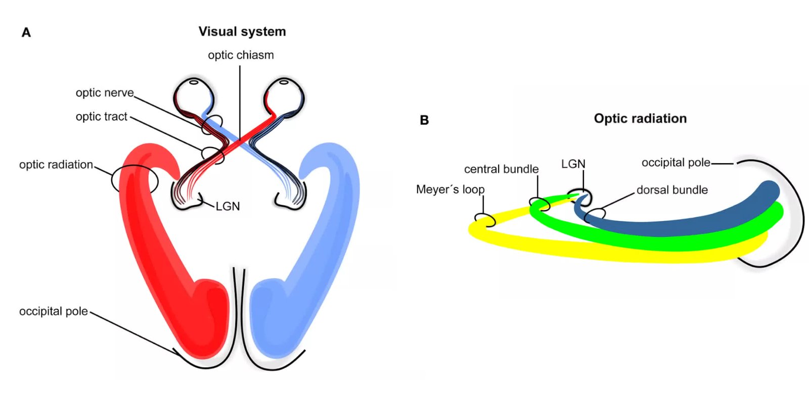 Beyinden ilham alan çip araçlara gerçek zamanlı görüş kazandırdı