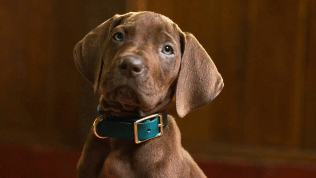 Scooby ile Tanışmaya Hazır Olun: Canlı Aksiyon 'Scooby-Doo' Dizisinin İlk Teaser'ı Yayınlandı - Haberler