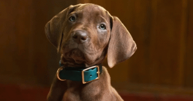 Scooby ile Tanışmaya Hazır Olun: Canlı Aksiyon 'Scooby-Doo' Dizisinin İlk Teaser'ı Yayınlandı - Haberler