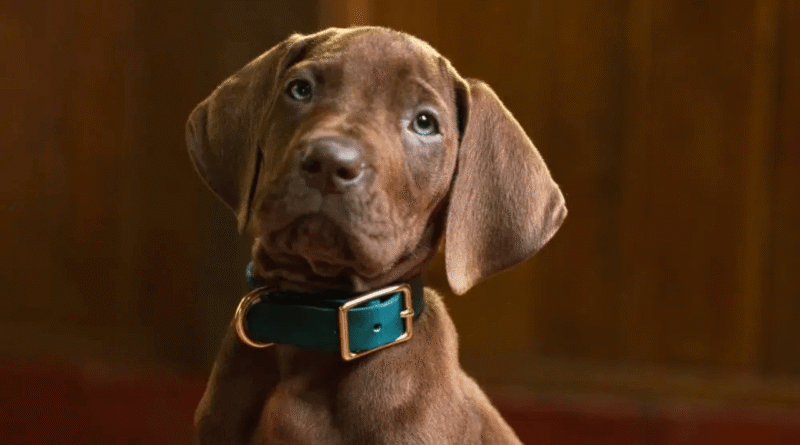 Scooby ile Tanışmaya Hazır Olun: Canlı Aksiyon 'Scooby-Doo' Dizisinin İlk Teaser'ı Yayınlandı - Haberler