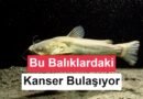 Şaşırtıcı Bulgular: Balıklarda İlk Kez Bulaşıcı Kanser Tespit Edildi