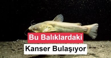 Şaşırtıcı Bulgular: Balıklarda İlk Kez Bulaşıcı Kanser Tespit Edildi