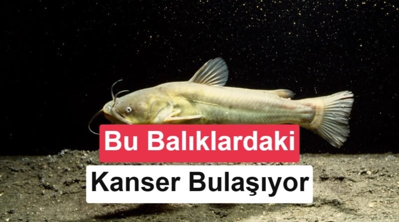 Şaşırtıcı Bulgular: Balıklarda İlk Kez Bulaşıcı Kanser Tespit Edildi