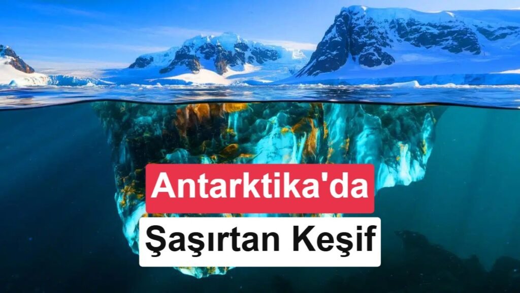 Antarktika'nın Altında Gizli Dev Balık Şehri Keşfedildi