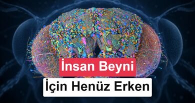 Meyve Sineğinin Beyni ve Sinir Sistemi İlk Kez Haritalandı