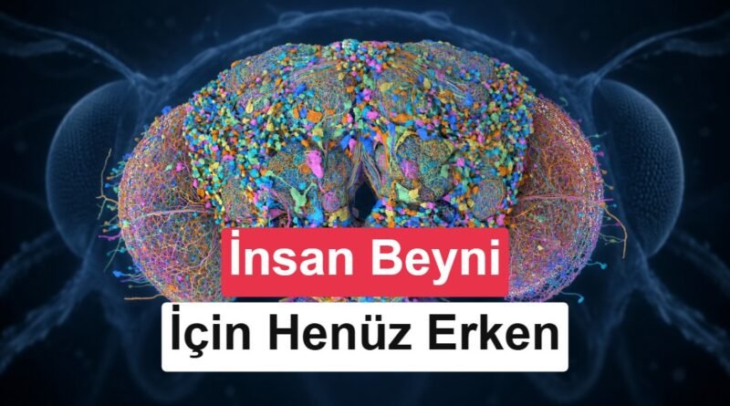 Meyve Sineğinin Beyni ve Sinir Sistemi İlk Kez Haritalandı